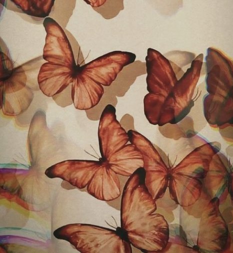 Copper butterflies in flight